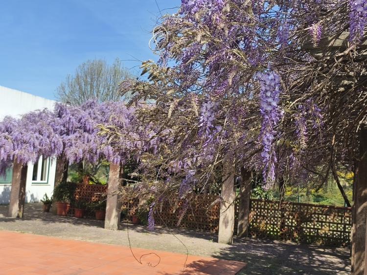 2026 - Do Cantar os Reis até à Primavera